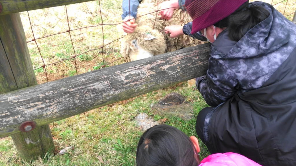 柵に頭を突っ込んで抜けなくなっている羊をみんなで助けています。