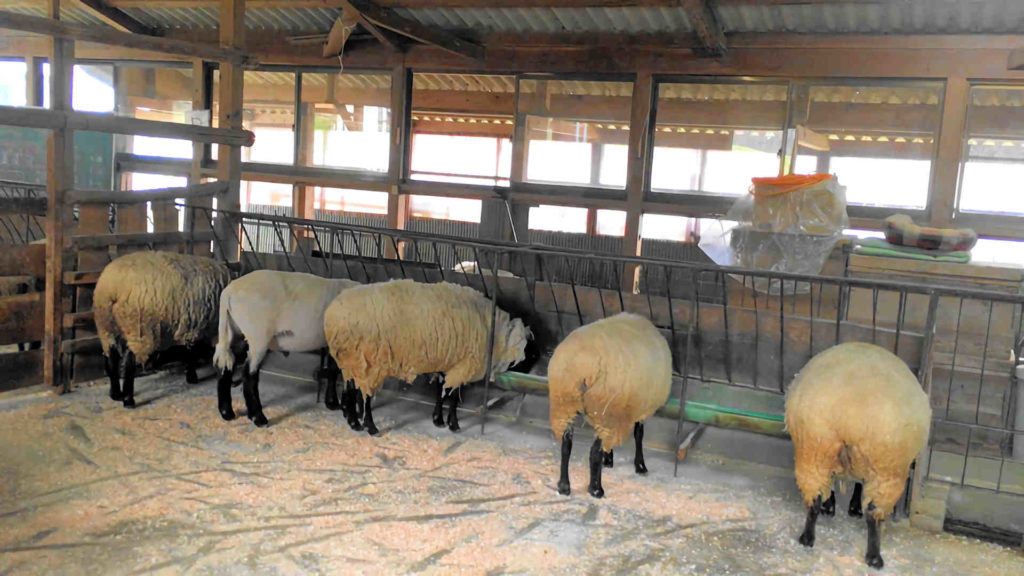 羊小屋で食事をする羊たちの後ろ姿です。食べるのに夢中ですね。